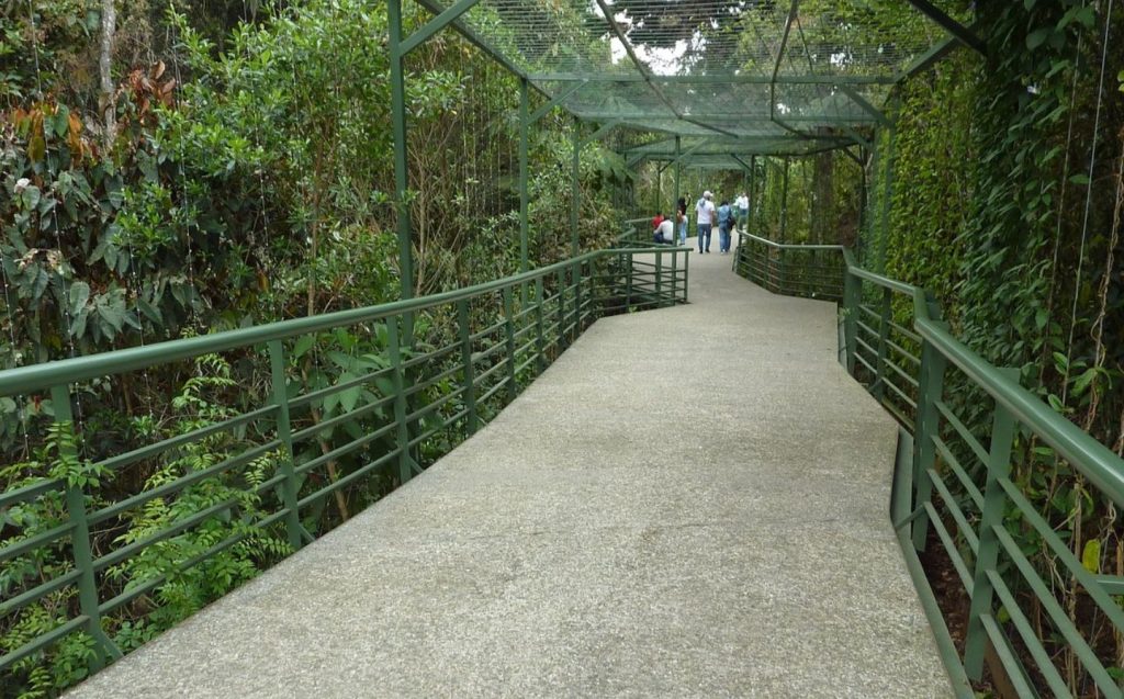 Un sendero en la jungla con personas caminando por él, rodeado de vegetación exuberante
